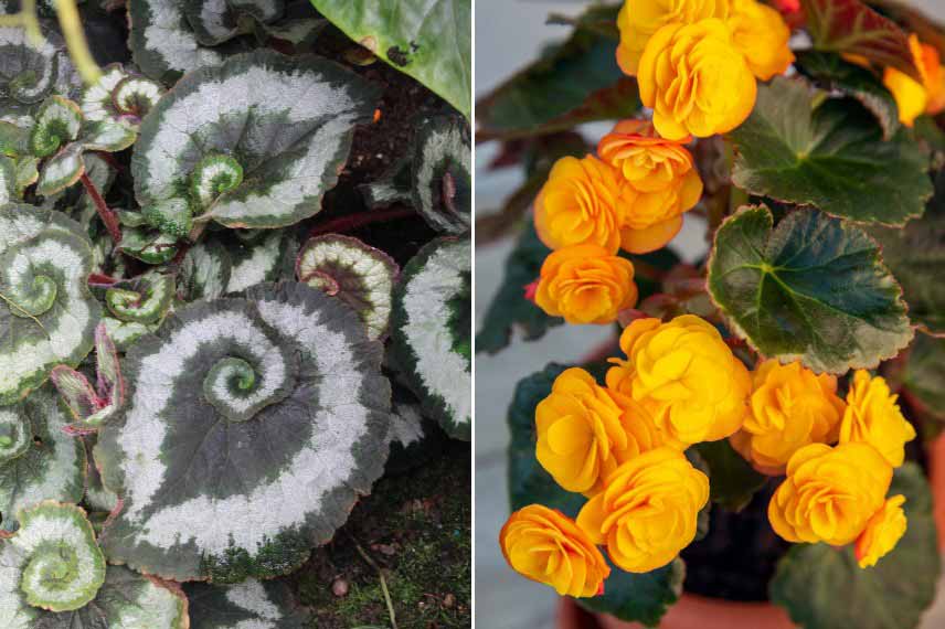 Begonias a feuillage panaché et à floraison decorative