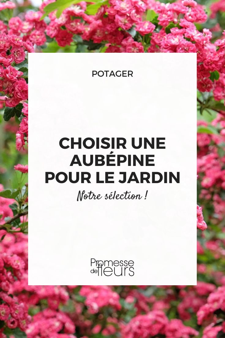 Aubepine Crataegus laevigata Paul s Scarlet