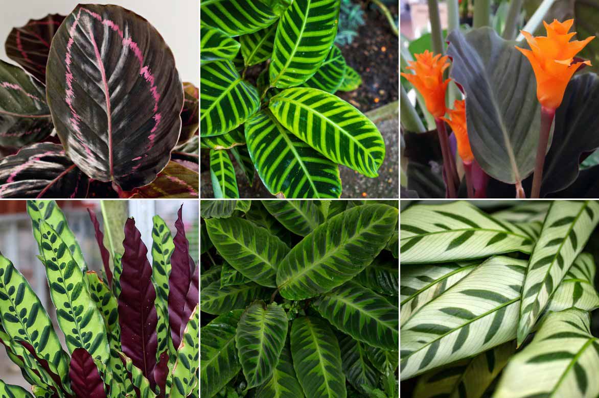 Calathea - Differentes couleurs de feuillages