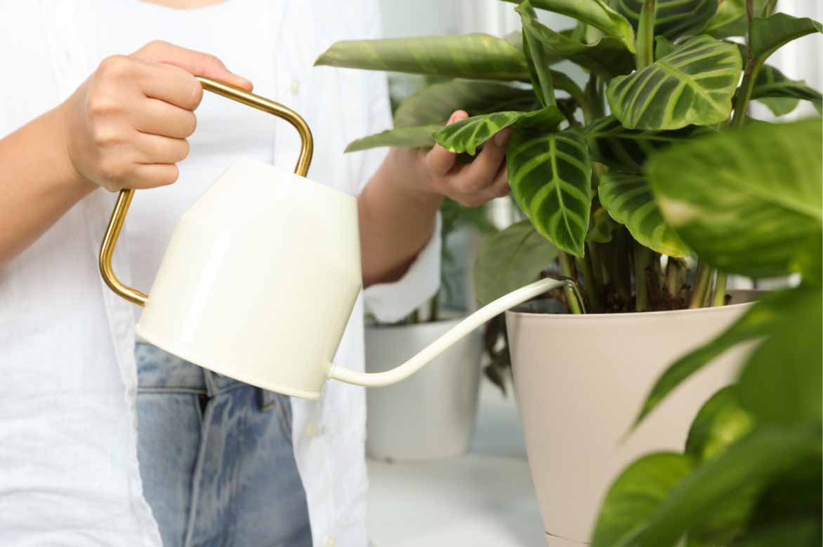 L'arrosage du Calathea