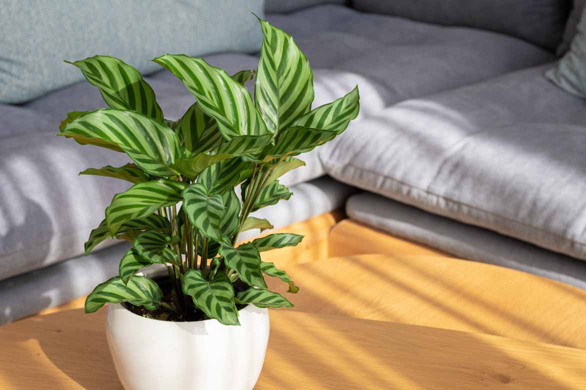 Où placer un Calathea en interieur