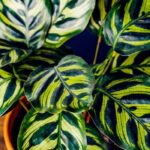 Calathea : variétés, culture, entretien