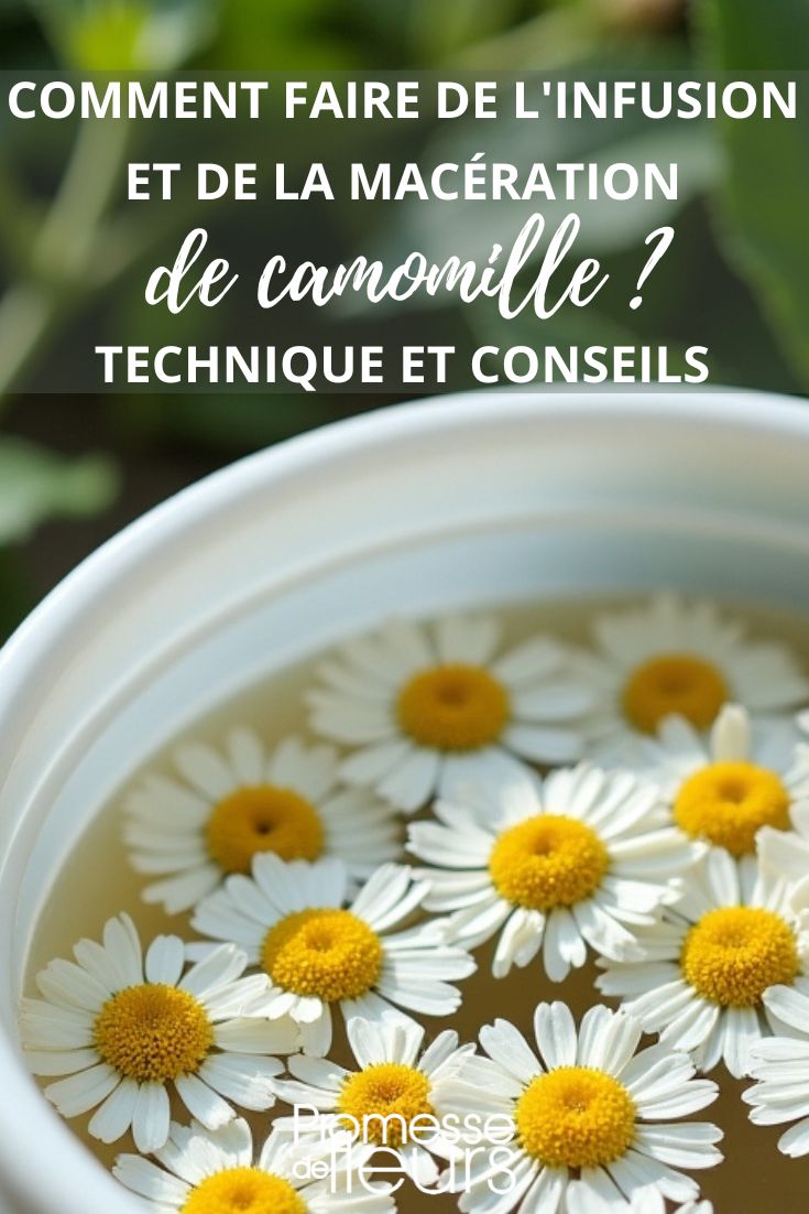 macération de camomille pour le jardin