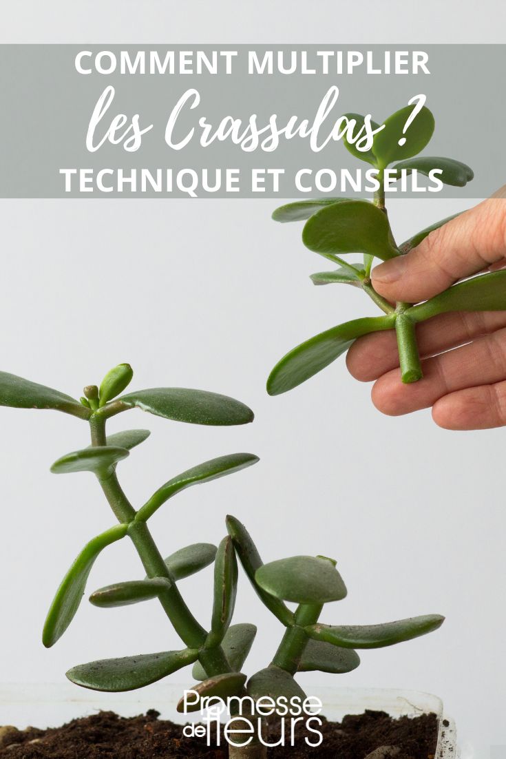 bouturer les crassulas