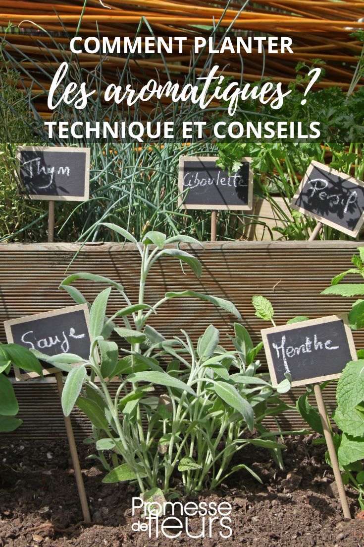 plantation d'aromatique au jardin