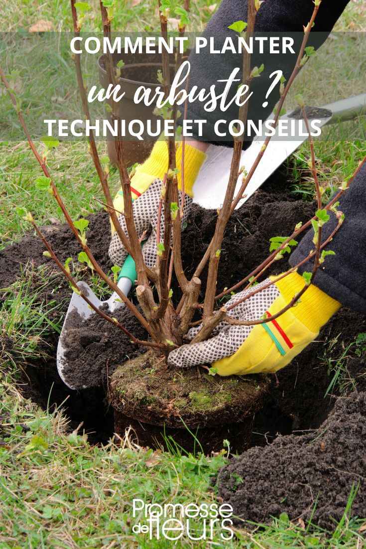 planter un arbuste au jardin