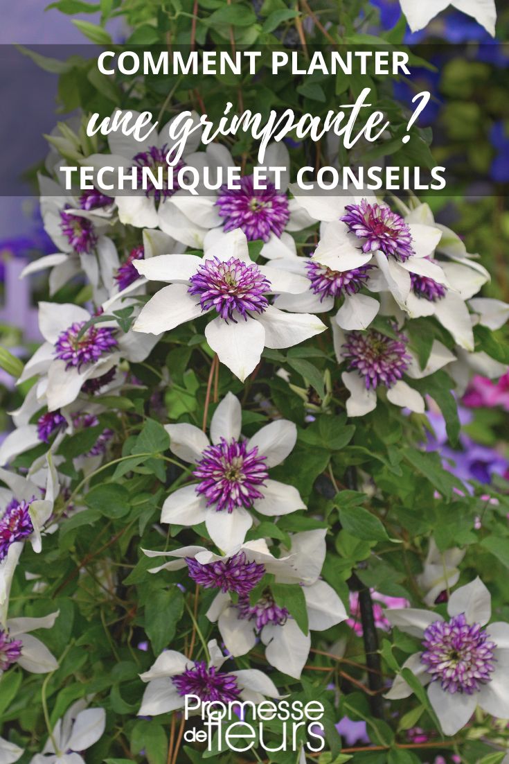 Clematis Florida 'Sieboldii'