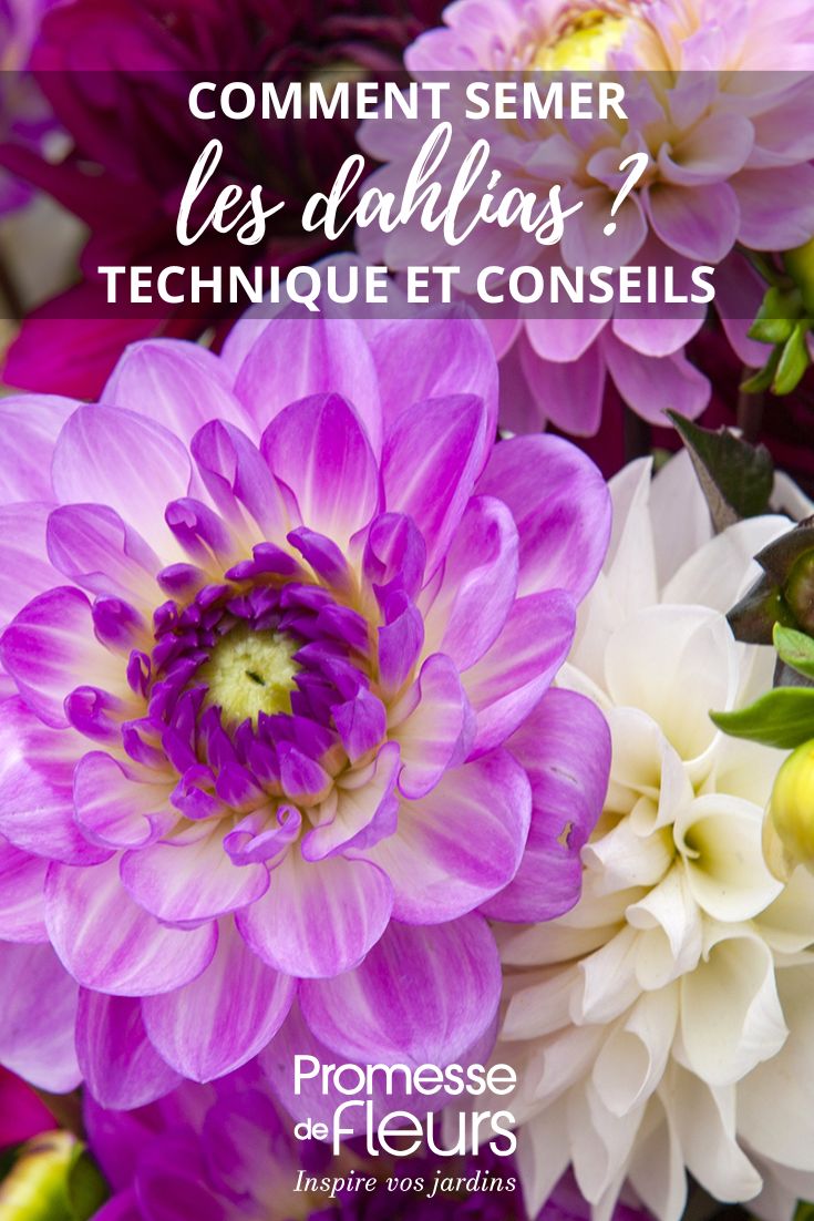 faire le semis de dahlias