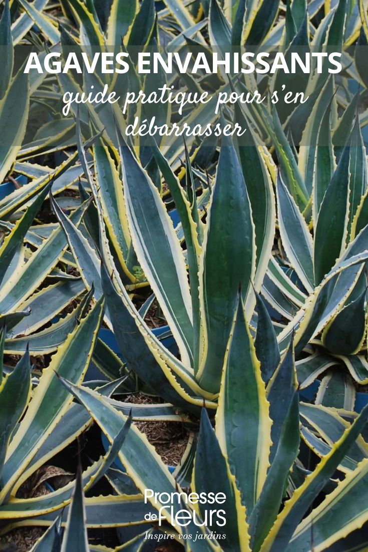 agaves