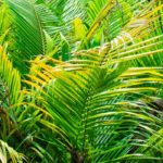 Dypsis - Palmier Areca : cultiver et entretenir