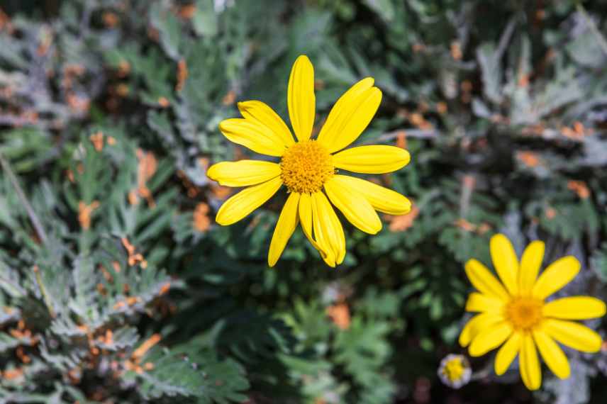 euryops maladie feuillage 