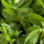 Comment cultiver le fenugrec ?