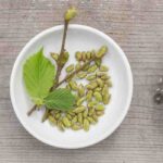 La gemmothérapie : l'énergie vitale des bourgeons