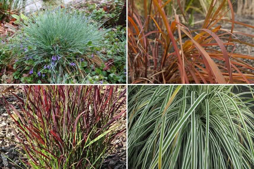 feuillages colorées de graminées