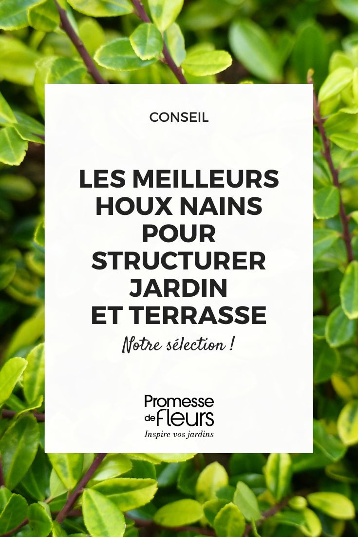 Ilex crenata ‘Golden Gem’