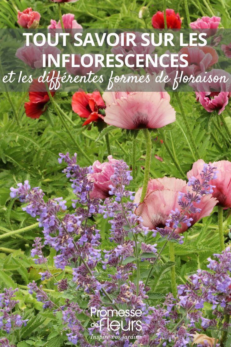 les fleurs et leurs formes