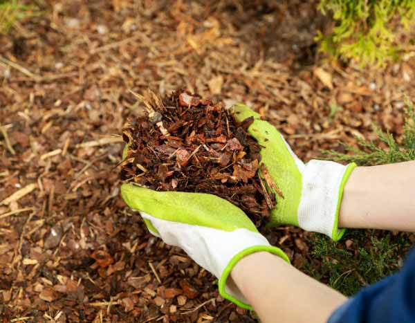 Jardinage débutant : pailler son jardin en 5 étapes faciles