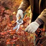 Jardinage débutant : quand et comment tailler ses vivaces en 4 étapes faciles