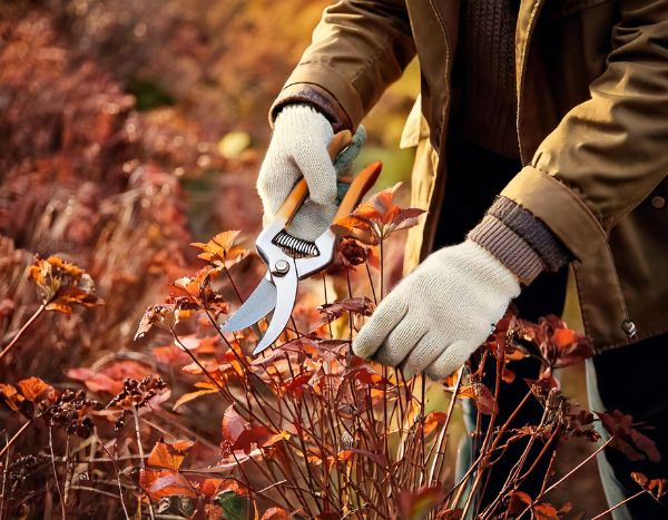 Jardinage débutant : quand et comment tailler ses vivaces en 4 étapes faciles