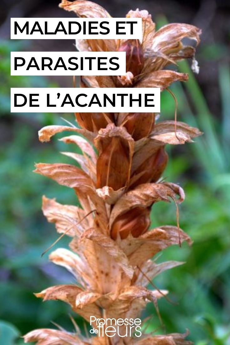 soigner l’acanthe