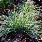 Comment multiplier les carex ?