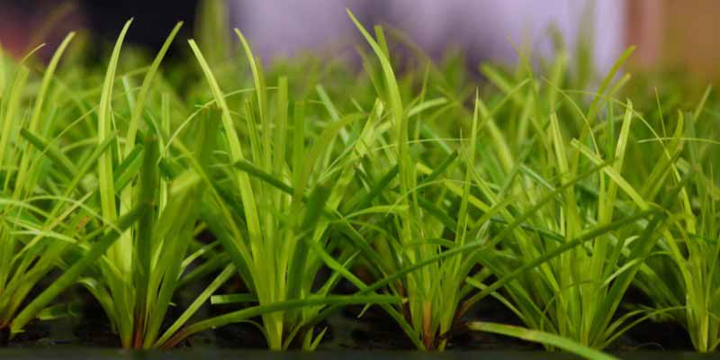 Multiplier les Carex