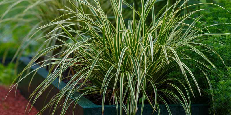 Carex au feuillage panaché
