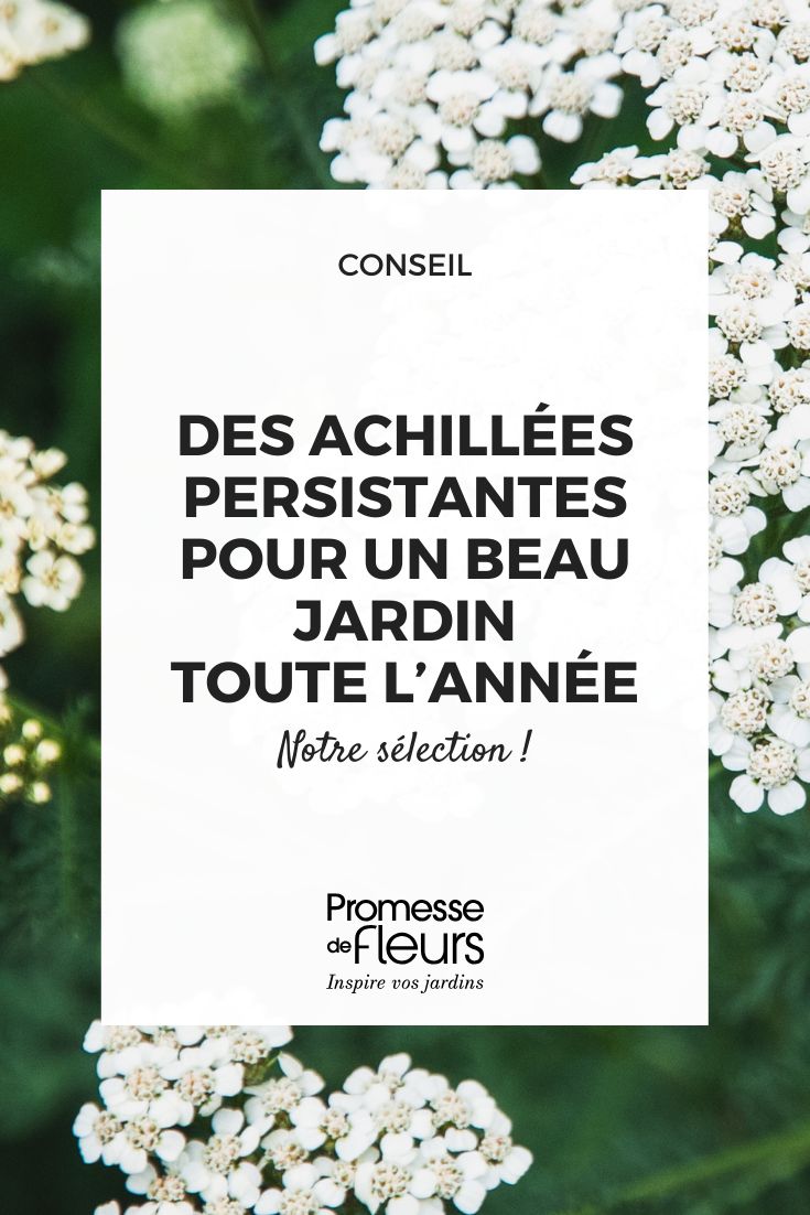 Achillea crithmifolia