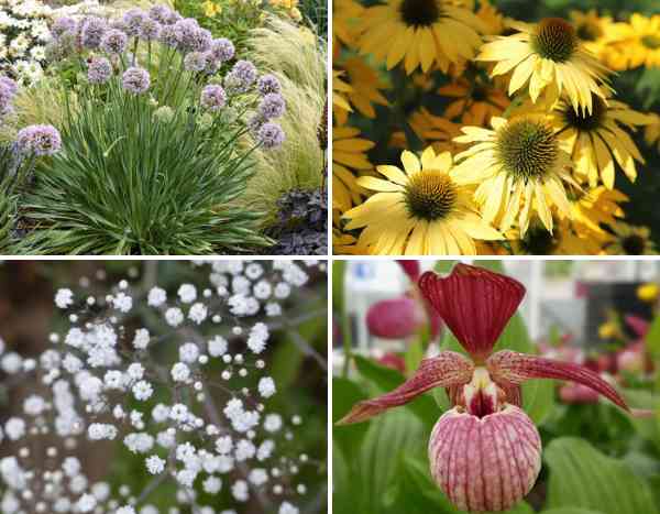 Plantes vivaces : découvrez nos nouveautés 2025