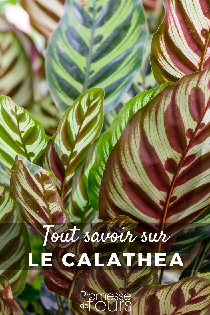 Calathea