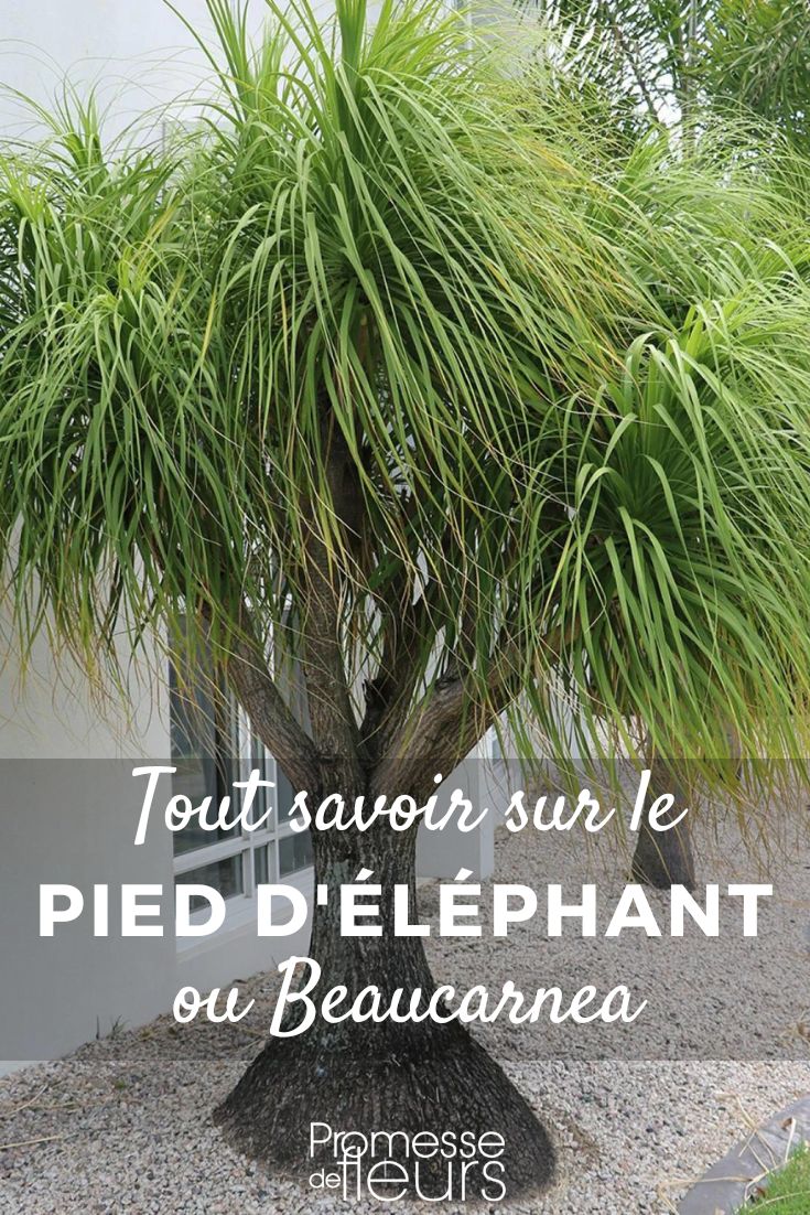 pied d'éléphant