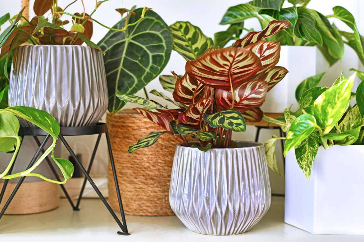 Calathea et autres plantes d'interieur