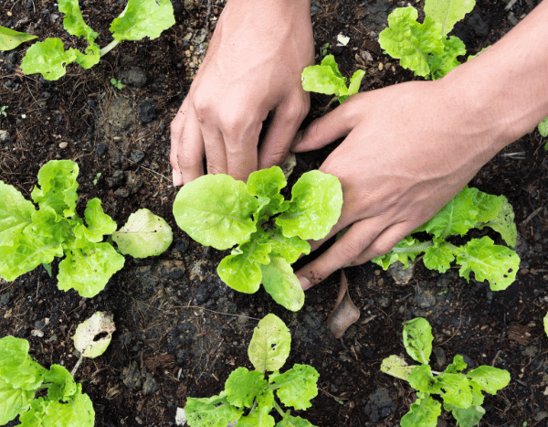 Je viens de recevoir ma commande de plants potagers en minimottes : que faire ?