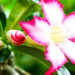 Adenium - Rose du Désert : cultiver et entretenir