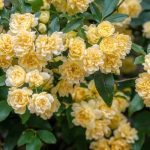 Rosiers de Banks : découvrez ces rosiers lianes exubérants !