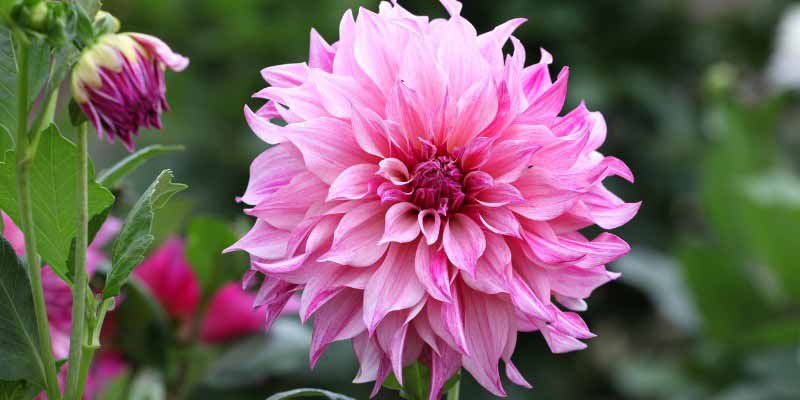 Dahlia a fleurs roses doubles