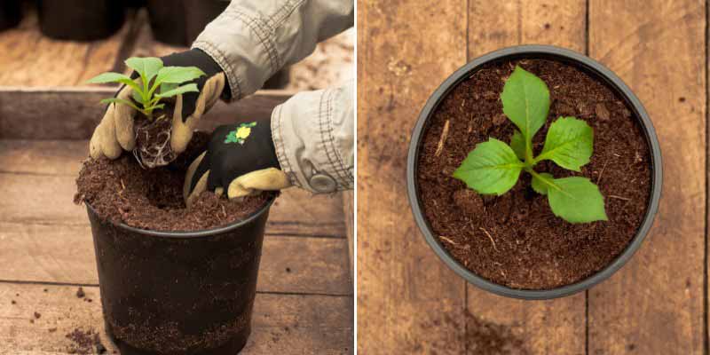 Le repiquage des dahlias