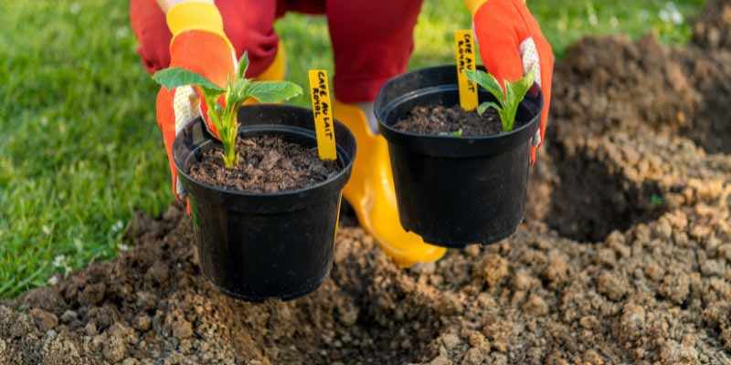 La plantation des dahlias en pleine terre