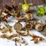 Comment semer les dahlias ?