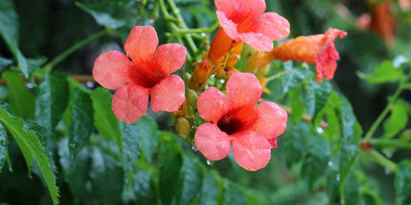 Les fleurs de la bignone, Campsis