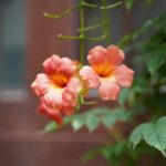 Comment et quand tailler la Bignone ?