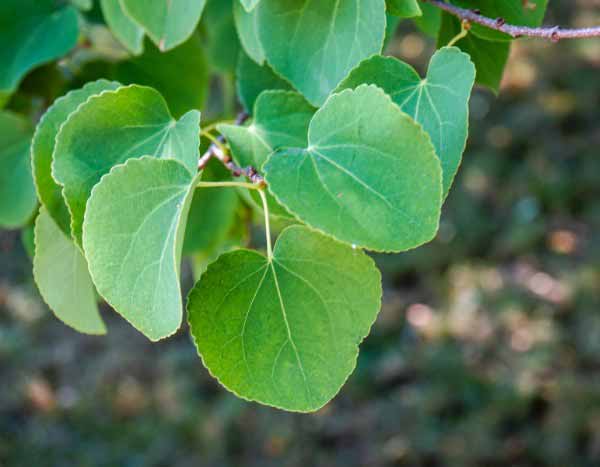 Cercidiphyllum, Arbre à caramel : comment le tailler ?