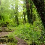 Tendance jardin "Effet canopée", ou comment recréer une forêt chez soi