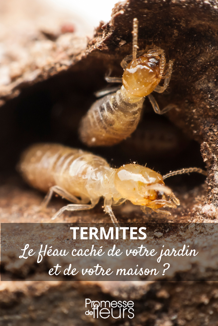 termite