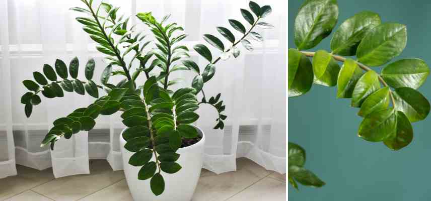 plantes pour petits pots etroits