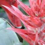Aechmea : l’entretien au fil des saisons
