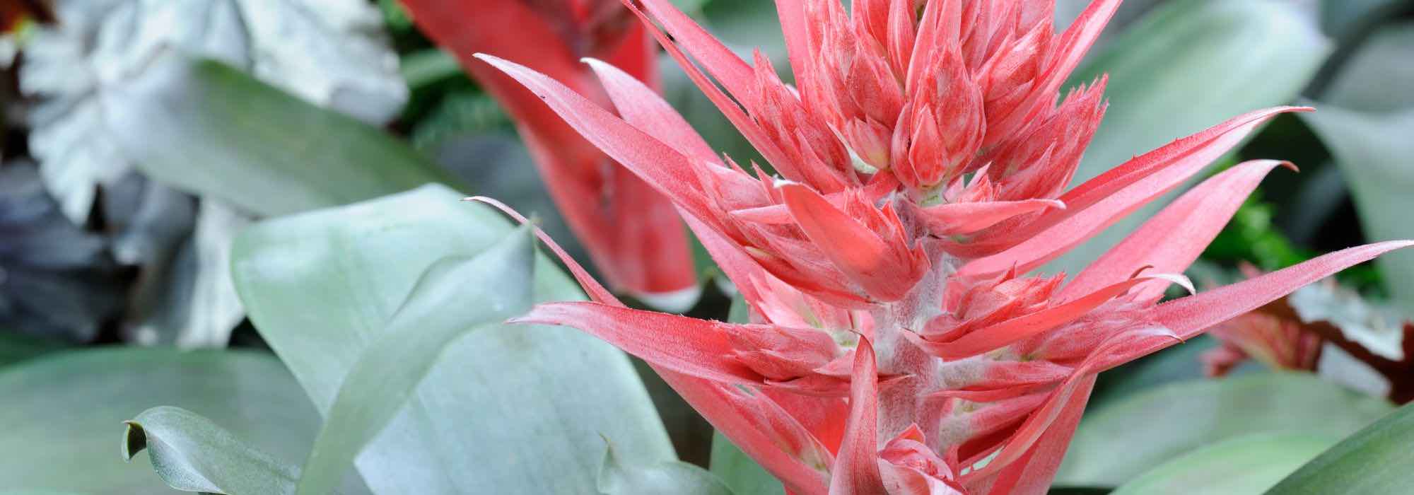Aechmea : l’entretien au fil des saisons