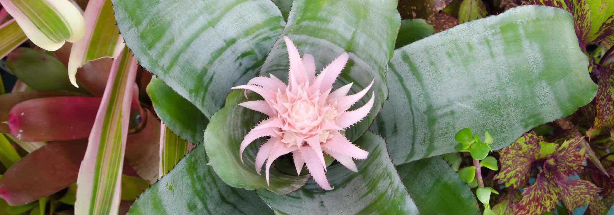 Aechmea : reconnaître et traiter facilement ses maladies et parasites