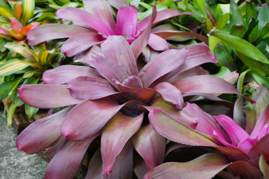 rosette de feuilles aechmea