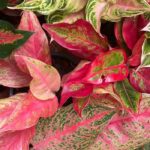 Aglaonema : l’entretien au fil des saisons
